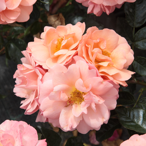 Oranjegeel - floribunda roos